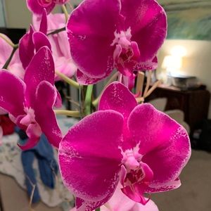 Meet your Posher, Janis